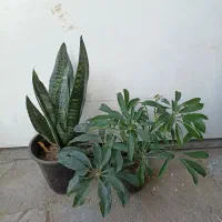 گل‌های آپارتمانی