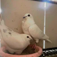 جوجه خطدار