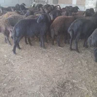 گوسفند قزل افشار اصل هر کدوم اندازه یک میش درجه یک