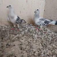 جفت شامی پولکی کرمونی کفرت کاشمر