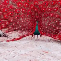 طاووس