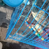 عروس هلندی ۴عدد یک نر ۳ماده