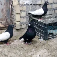 کبوتر رنگی دم سفید سینه ای