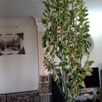 گل‌پدیلانتوس
