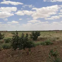 باغ پسته با ۱ساعت اب|فروش زمین و ملک کلنگی|تربتحیدریه, شهید بهشتی|دیوار