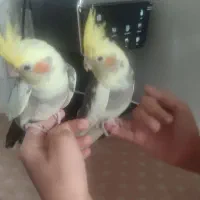 دو عدد عروس هلندی سالم و دستی دوماهه