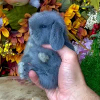 خرگوش لوپ ارمنستانی|موش و خرگوش|همدان, |دیوار