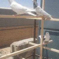 کبوترپرشی درجه یک