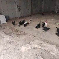 مرغ محلی با جوجه