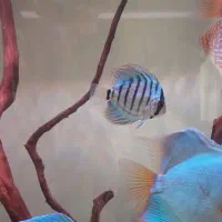 دیسکس|ماهی|فردیس, شهرک شهید حسینی|دیوار