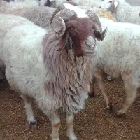 فروش گوسفندزنده مغان و افشار|حیوانات مزرعه|تهران, نیروی هوایی (پیروزی)|دیوار