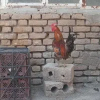 خروس لری اصل