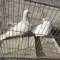 فروش کبوتر|پرنده|دهق, |دیوار