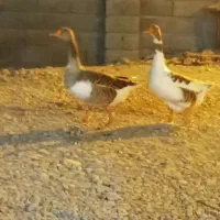 دوتاغاز به بفروش