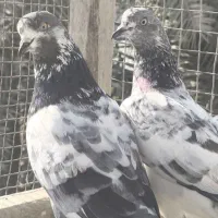 کبوتر