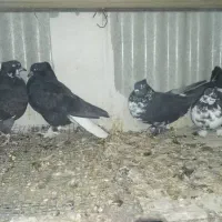 جوجه کفتر|پرنده|تهران, جیحون|دیوار