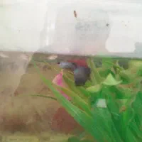 ماهی گوپی|ماهی|خرمدره, |دیوار