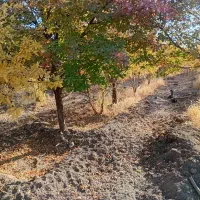 باغ 2500متر درخت کاری وهزارمترخاکی 700میلیون|فروش زمین و ملک کلنگی|زرندیه, |دیوار