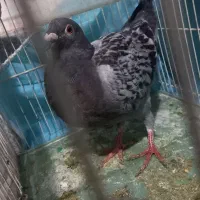 آلمانی پولکی