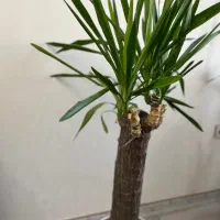 یوکا|گل و گیاه طبیعی|تهران, علیآباد|دیوار