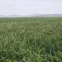 نیازمند کارگر