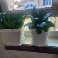 گل طبیعی|گل و گیاه طبیعی|ثلاث باباجانی, |دیوار