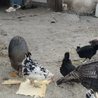 مرغ و خروس گلین