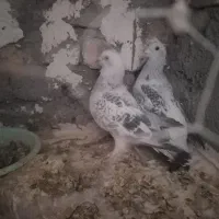 پرنده. کبوتر. نروماده. شامی|پرنده|تربت‌حیدریه, آسایش|دیوار