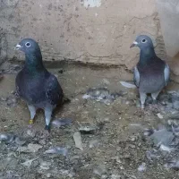 کفتر جان اردن مسافتی پلاکی المانی