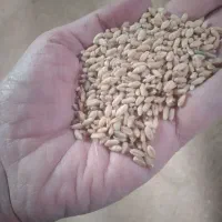 گندم