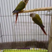 گرینچیک‌ آناناسی‌اکستریم رد مولد ۵تخم‌ باقفس‌ولانه