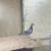 کبوتر مسافتی