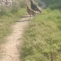 بوقلمون و غاز