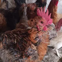 فروش خروس نژاد دیلگونی