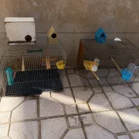 ۲تاقفس پرنده کامل با لوازم(خانه+آب‌خوری+دان‌خوری)