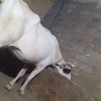 گاو