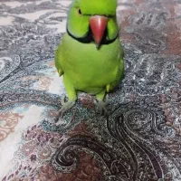 طوطی سخنگو گمشده