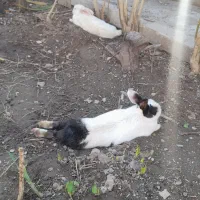 خرگوش|موش و خرگوش|نیشابور, مازول|دیوار