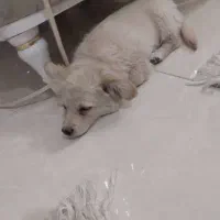 سگ خونگی|سگ|برخوار, |دیوار