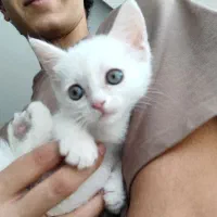 بچه گربه سفید یکدست ناناز