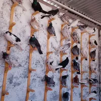 کفتر بوم همه آس|پرنده|مشهد, پورسینا|دیوار
