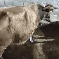 گاو محلی|حیوانات مزرعه|چوبر, |دیوار