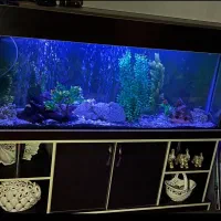 اکواریم بازیراکواریم ویترینی وگیاهان طبیعی