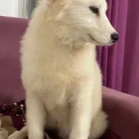 سگ سامویید ۴ ماهه|سگ|لاهیجان, انقلاب|دیوار