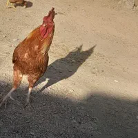 خروس قرمز|حیوانات مزرعه|زهک, |دیوار