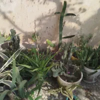 گل طبیعی|گل و گیاه طبیعی|رشت, فرزانه|دیوار