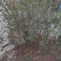 ۱۰۰ عدد نهال گل صدبرگ محمدی