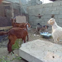 کهره ماده|حیوانات مزرعه|جم, |دیوار