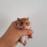 همستر|موش و خرگوش|محمدیه-قزوین, |دیوار