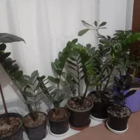 گل و گلدون و خاک و کود|گل و گیاه طبیعی|ارومیه, |دیوار